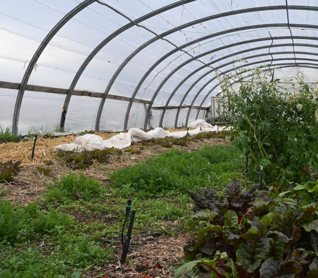 Autonomie et résilience à la racine des Légumes des jours
