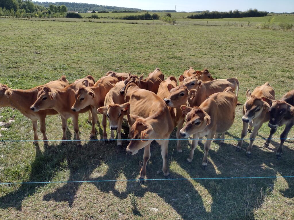 Robustesse par l'herbe en élevage laitier