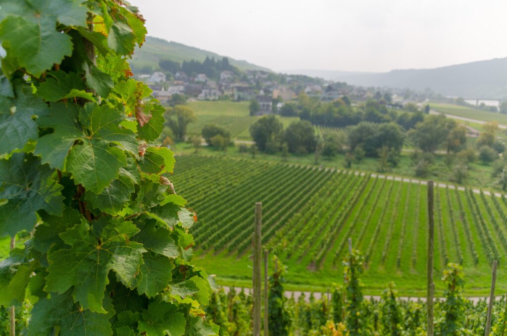 Fertilisation minimum des sols en grandes cultures et viticulture