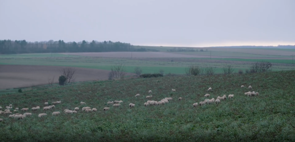 Réintroduire de l’élevage pour mieux produire des céréales en bio