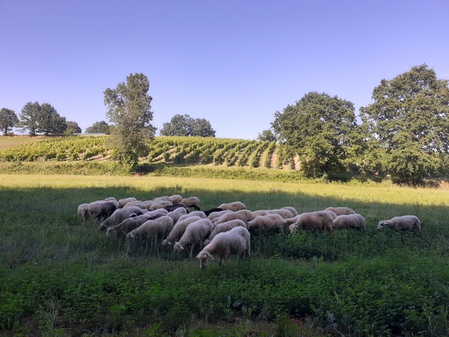 Espace test agricole et bail de carrière, un cadre rassurant et progressif pour la reprise d’une ferme en collectif